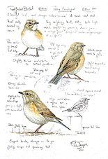 Red-flanked Bluetail